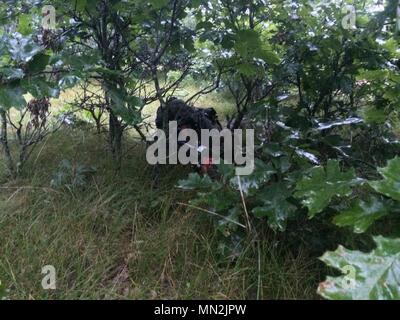 Marines à partir de la 4e Bam et les soldats de la 654e RSG fixé en embuscade pour l'OPFOR. L'abondance de moustiques, l'herbe, le vent, et la pluie, mais pas de l'OPFOR sur cette embuscade. Banque D'Images