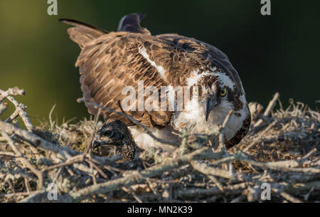 Osprey en Floride 6 +8 + Banque D'Images