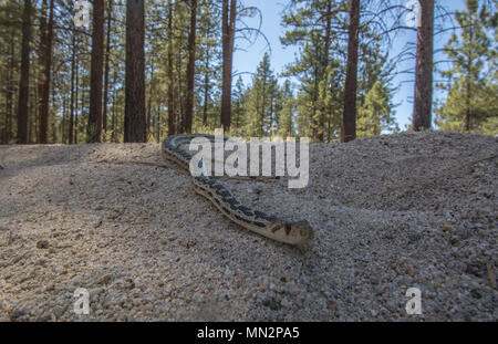 San Diego (Pituophis catenifer Couleuvre annectens) à partir de la Sierra Juarez, Baja California, Mexique. Banque D'Images