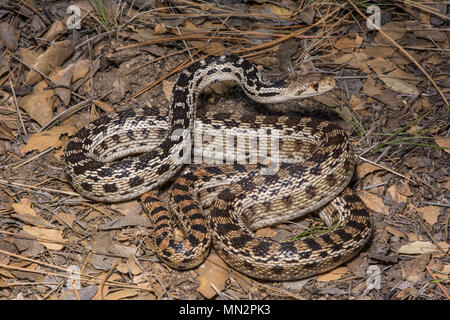 San Diego (Pituophis catenifer Couleuvre annectens) à partir de la Sierra Juarez, Baja California, Mexique. Banque D'Images