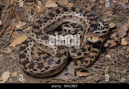 San Diego (Pituophis catenifer Couleuvre annectens) à partir de la Sierra Juarez, Baja California, Mexique. Banque D'Images