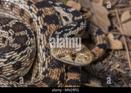 San Diego (Pituophis catenifer Couleuvre annectens) à partir de la Sierra Juarez, Baja California, Mexique. Banque D'Images