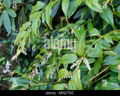 Fleurs blanches et de grandes tiges de feuillage panaché légèrement de l'arbuste rustique, Leucothoe fontanesiana 'Rainbow' Banque D'Images