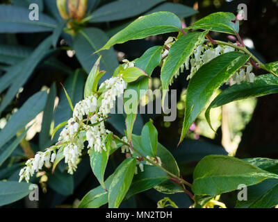 Fleurs blanches et de grandes tiges de feuillage panaché légèrement de l'arbuste rustique, Leucothoe fontanesiana 'Rainbow' Banque D'Images