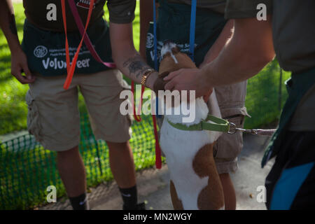 Les Marines américains de l'unique programme marin et Marine Animal Rex, l'un des chiens adoptables à l'Hawaiian Humane Society, au cours d'un même programme marin et maritime event à Honolulu, Hawaï, le 20 août 2017. L'Hawaiian Humane Society a organisé une promenade de chiens de bénévolat pour le Programme marin et maritime unique de participer et de donner en retour à leur communauté locale. L'objectif de la SMSP est d'améliorer le moral des membres de services américain et les communes limitrophes avec différentes activités bénévoles et les activités récréatives. (U.S. Marine Corps photo par Lance Cpl. Rodenhizer d'automne) Banque D'Images