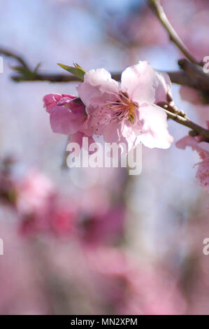 Un amandier en fleurs dans la vallée centrale de Californie. Banque D'Images