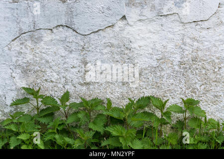 Mur en pierre historique avec des plantes vertes. L'ortie commune. Urtica dioica. Vintage blanc jardin clôture. Secours et inégale texture rugueuse. Arrière-plan blanc. Banque D'Images