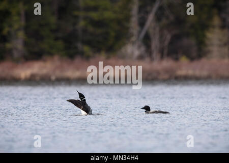 MAYNOOTH, ONTARIO, CANADA - 11 mai 2018 : Le plongeon huard (Gavia immer), partie de la famille, un lac de baignade en Ontario. ( Ryan Carter ) Banque D'Images