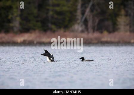 MAYNOOTH, ONTARIO, CANADA - 11 mai 2018 : Le plongeon huard (Gavia immer), partie de la famille, un lac de baignade en Ontario. ( Ryan Carter ) Banque D'Images