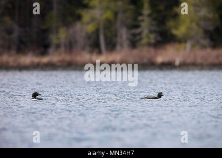 MAYNOOTH, ONTARIO, CANADA - 11 mai 2018 : Le plongeon huard (Gavia immer), partie de la famille, un lac de baignade en Ontario. ( Ryan Carter ) Banque D'Images