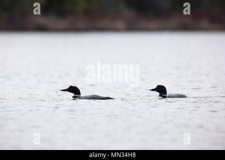 MAYNOOTH, ONTARIO, CANADA - 11 mai 2018 : Le plongeon huard (Gavia immer), partie de la famille, un lac de baignade en Ontario. ( Ryan Carter ) Banque D'Images