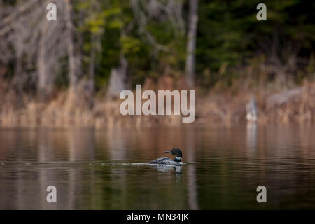 MAYNOOTH, ONTARIO, CANADA - 11 mai 2018 : un Plongeon huard (Gavia immer), partie de la natation en famille sur un Gaviidae Lake en Ontario. ( Ryan Carter ) Banque D'Images