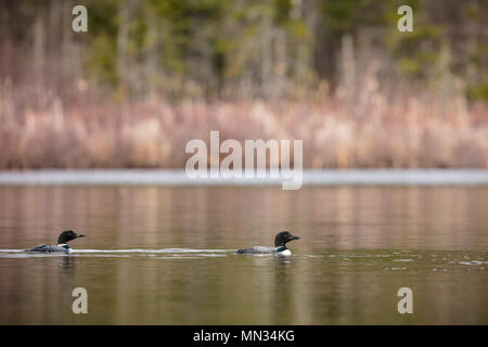 MAYNOOTH, ONTARIO, CANADA - 11 mai 2018 : Le plongeon huard (Gavia immer), partie de la famille, un lac de baignade en Ontario. ( Ryan Carter ) Banque D'Images