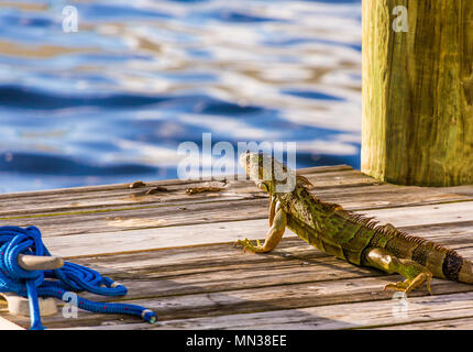 Un grand iguane vert sur un quai dans la voie d'eau Banque D'Images