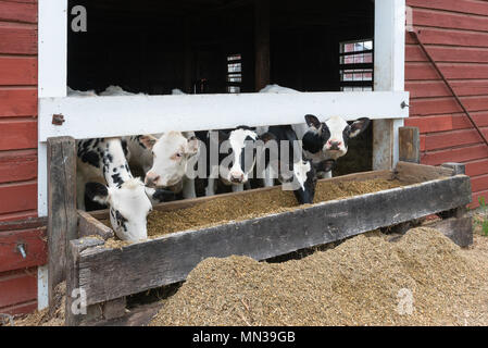 Groupe de vaches mangeant à un creux. Conseil des creux, revêtements de red barn et beaucoup d'avoine. Banque D'Images