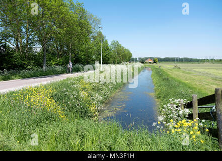 Personne à vélo passe des fleurs sur les routes de campagne entre Utrecht et Houten en Hollande Banque D'Images