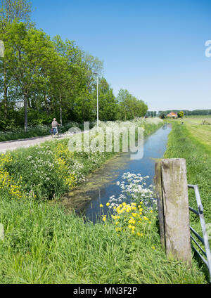 Personne à vélo passe des fleurs sur les routes de campagne entre Utrecht et Houten en Hollande Banque D'Images