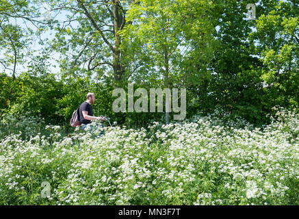 Personne à vélo passe des fleurs sur les routes de campagne entre Utrecht et Houten en Hollande Banque D'Images