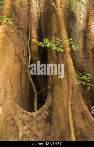 Le contrefort racines d'un arbre Ficus dans la jungle, la Quebrada Valencia, Magdalena, Colombie Banque D'Images