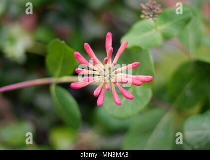 Le chèvrefeuille (Lonicera sempervirens) culture des fleurs sur une journée de printemps ensoleillée. Banque D'Images