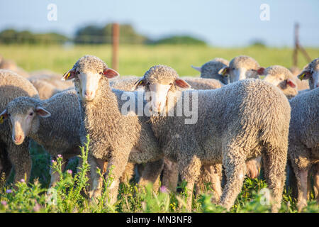 Un troupeau de moutons à dehesa Extremadura merina, Espagne. Libre au coucher du soleil Banque D'Images