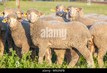 Un troupeau de moutons à dehesa Extremadura merina, Espagne. Libre au coucher du soleil Banque D'Images