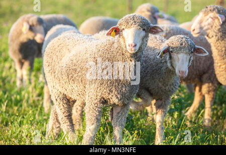 Un troupeau de moutons à dehesa Extremadura merina, Espagne. Libre au coucher du soleil Banque D'Images