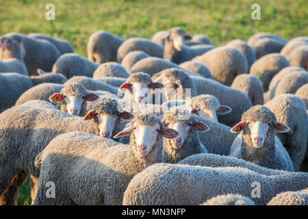 Un troupeau de moutons à dehesa Extremadura merina, Espagne. Libre au coucher du soleil Banque D'Images