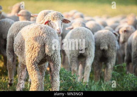 Un troupeau de moutons à dehesa Extremadura merina, Espagne. Libre au coucher du soleil Banque D'Images