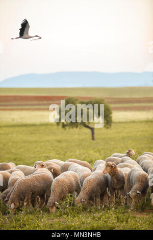 Cigogne blanche survolant un troupeau de moutons merinas à dehesa Estrémadure, Espagne Banque D'Images