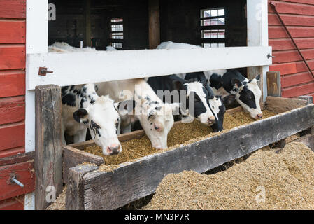 Groupe de vaches mangeant à un creux. Conseil des creux, revêtements de red barn et beaucoup d'avoine. Banque D'Images