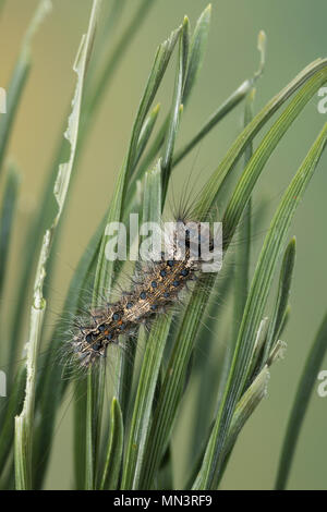 Nonne, Nonnenspinner, Raupe frisst, Lymantria monacha Kiefer un noir, arches, nun moth, Caterpillar, la Nonne, Noctuidae, Eulenfalter, Lymantriinae, Banque D'Images