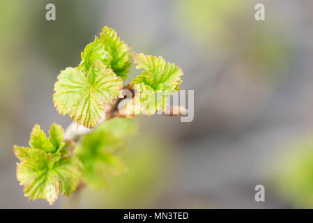 Les jeunes feuilles fleurs fraîchement de cassis. Banque D'Images