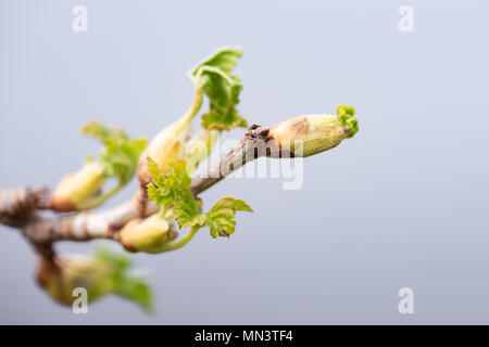 Les jeunes feuilles fleurs fraîchement de cassis. Banque D'Images