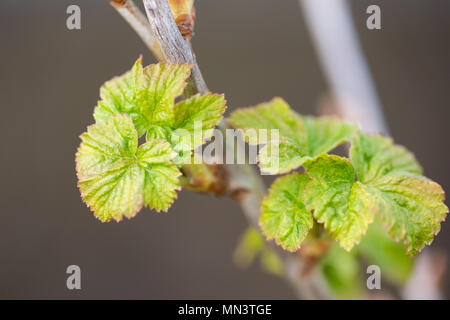 Les jeunes feuilles fleurs fraîchement de cassis. Banque D'Images