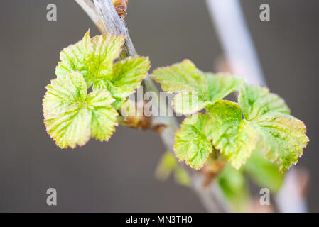 Les jeunes feuilles fleurs fraîchement de cassis. Banque D'Images