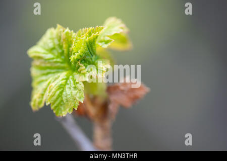 Les jeunes feuilles fleurs fraîchement de cassis. Banque D'Images