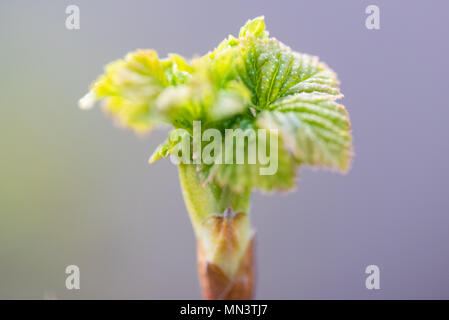 Les jeunes feuilles fleurs fraîchement de cassis. Banque D'Images