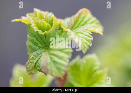 Les jeunes feuilles fleurs fraîchement de cassis. Banque D'Images