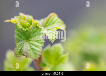 Les jeunes feuilles fleurs fraîchement de cassis. Banque D'Images