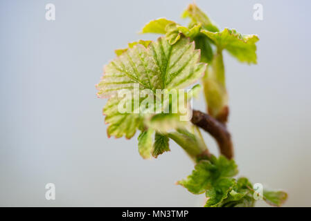 Les jeunes feuilles fleurs fraîchement de cassis. Banque D'Images