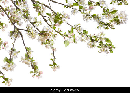 Châssis avec apple en fleurs sur une zone blanche de rameaux Banque D'Images