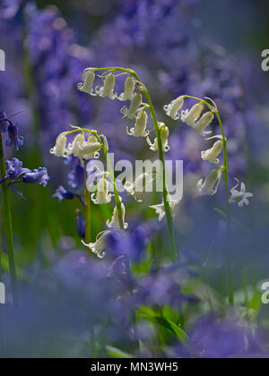 Jacinthes et variation blanc Hyacinthoides non-scriptus Blickling Grand Bois peuvent Banque D'Images