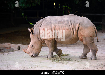 Le rhinocéros blanc africain exhibant sa belle corne Banque D'Images