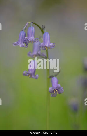 Soft focus bluebells in woods Banque D'Images
