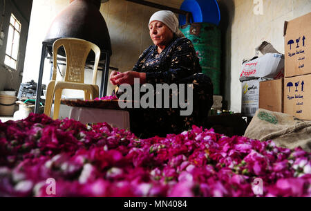 Damas, Syrie. 13 mai, 2018. Une femme syrienne prend part à la processus de sélection de la célèbre Damask, ou Rose de Damas dans la ville d'al-Mara, au nord de la capitale Damas, Syrie, le 13 mai 2018. Credit : Ammar Safarjalani/Xinhua/Alamy Live News Banque D'Images