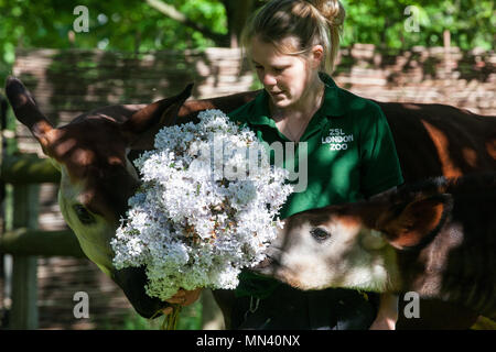 Londres, Royaume-Uni. 14 mai, 2018. Cinq mois, Meghan l'okapi (r), que l'on voit ici avec sa mère Oni et keeper Gemma Metcalf, reçoit un traitement royal des fleurs savoureuses pour célébrer le prochain mariage royal de son homonyme Meghan Markle pour le prince Harry. Credit : Mark Kerrison/Alamy Live News Banque D'Images