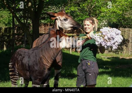 London, UK 14 Mai 2018 : ZSL London Zoo keeper okapi Gemma donne l'okapi Meghan Metcalf et sa mère Oni un traitement royal pour célébrer le prochain mariage royal - un bouquet de fleurs lilas comestibles au Zoo de Londres, Royaume-Uni, le 14 mai 2018. Les cinq mois, a été nommé d'après Meghan pour commémorer l'engagement du couple royal. Crédit : Claire Doherty/Alamy Live News Banque D'Images