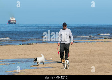 Crosby, Liverpool. Météo France 14/05/2018. Les chiens d'une journée dans le surf sur un jour sur la côte étés comme rescue dog Poppy bénéficie d'communes dans la mer sur la rive de l'estuaire de la Mersey. /AlamyLive MediaWorldImages ; crédit News. Banque D'Images