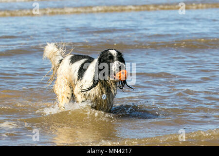 Crosby, Liverpool. Météo France 14/05/2018. Les chiens d'une journée dans le surf sur un jour sur la côte étés comme rescue dog Dillon, un dalmatien Jack Russel cross, qui est de12 ans jouit d'communes dans la mer sur la rive de l'estuaire de la Mersey. /AlamyLive MediaWorldImages ; crédit News. Banque D'Images